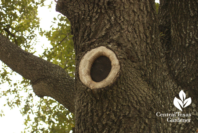 Oak tree prune branch collar