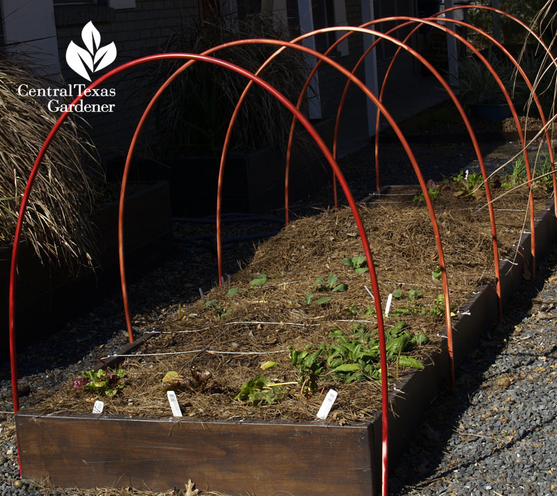 cute PVC hoops vegetable row cover