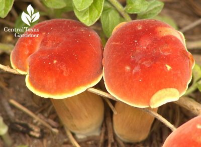Orange mushroom Central Texas Gardener