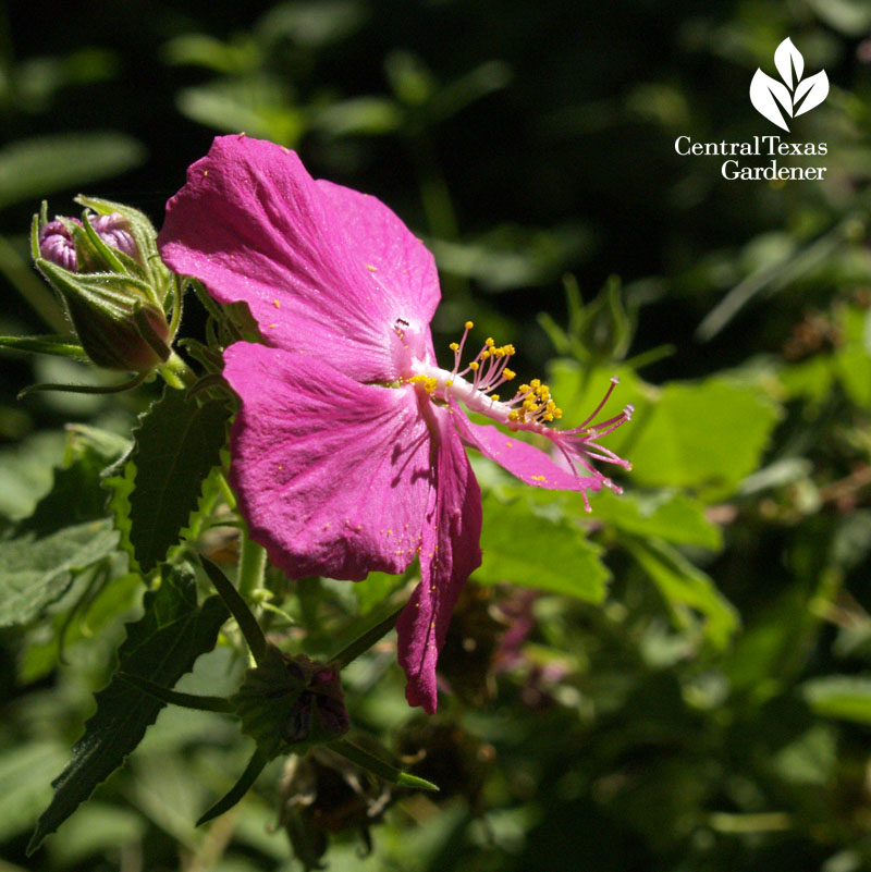 rock rose pavonia lasiopetala stamens