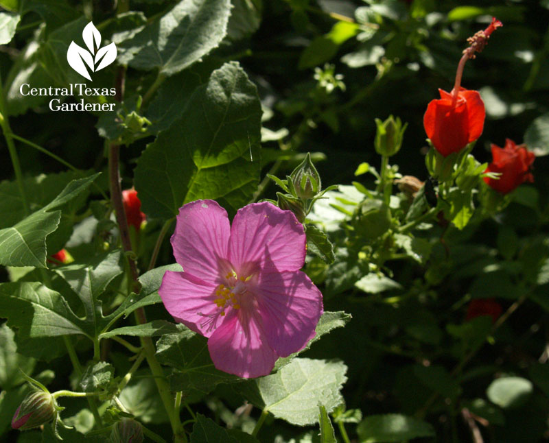 Rock rose and turk's cap wildlife plants