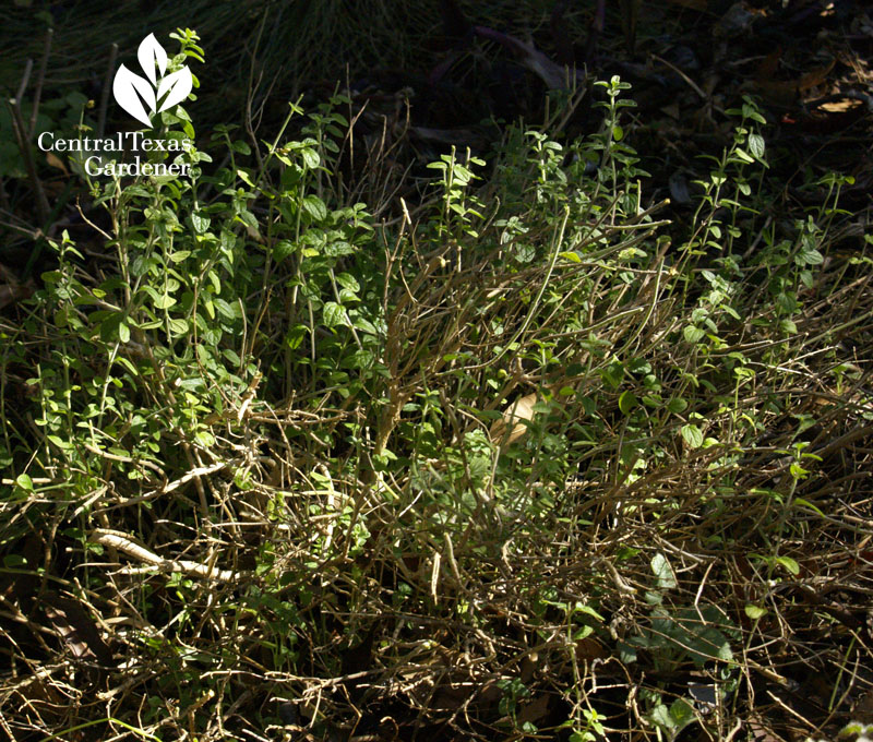 cutting back pink skullcap 