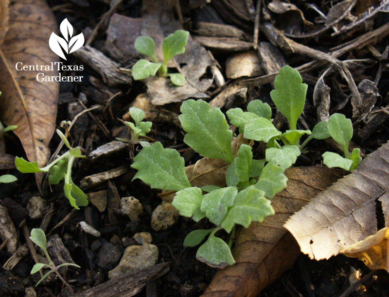 poppy seedlings 