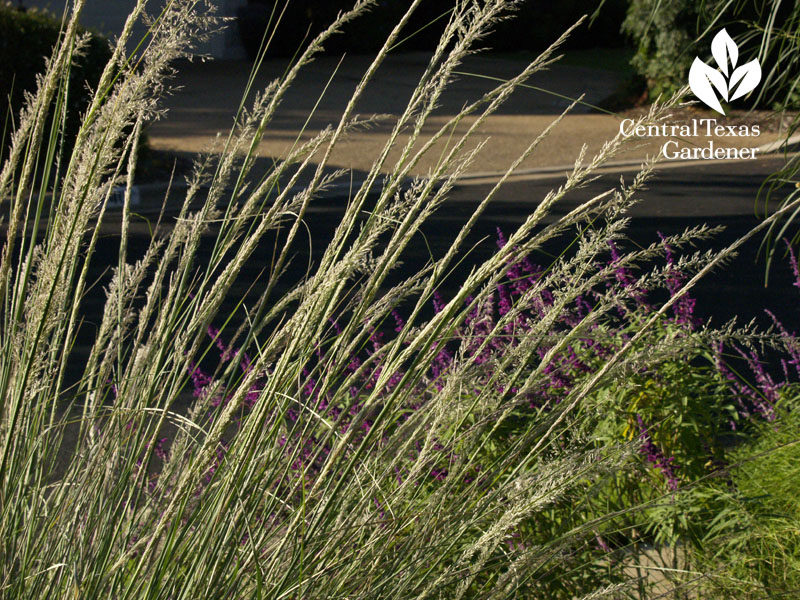 Lindheimer muhly and salvia leucantha Lindheimer muhly and salvia leucantha