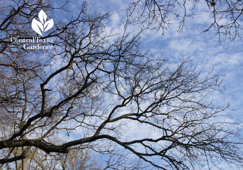 winter tree pruning