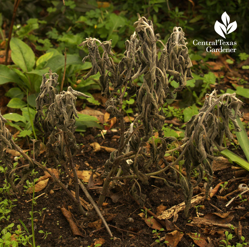 Salvia 'Anthony Parker' freeze Salvia 'Anthony Parker' freeze