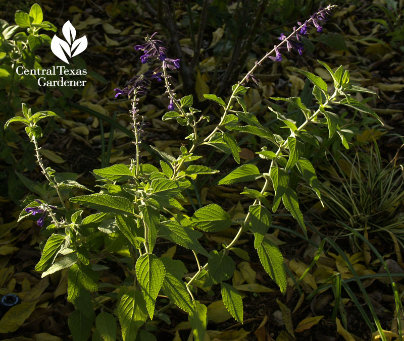 Salvia 'Anthony Parker' Salvia 'Anthony Parker'
