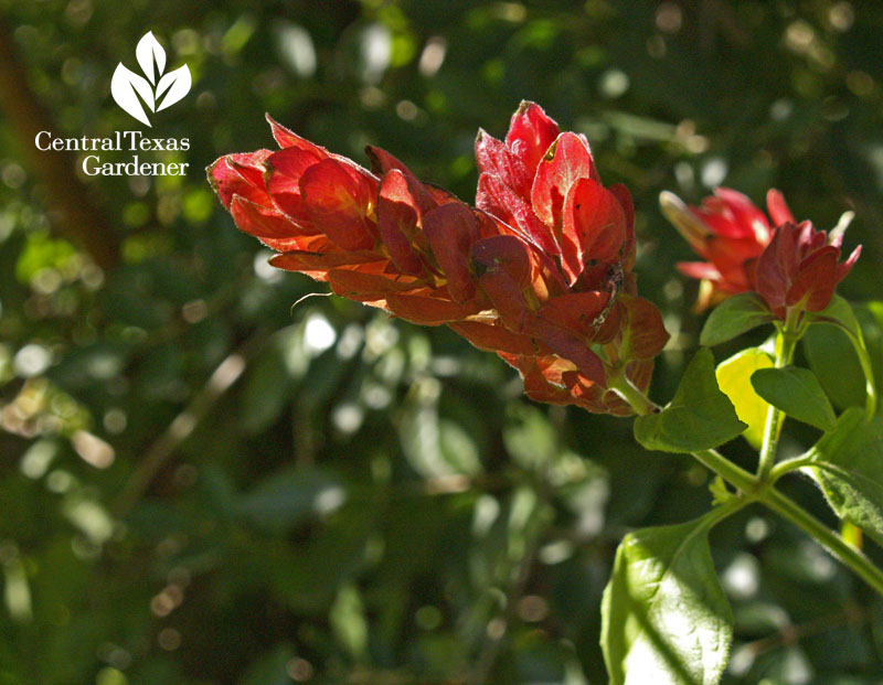 Red shrimp plant in winter with evergreen sumac