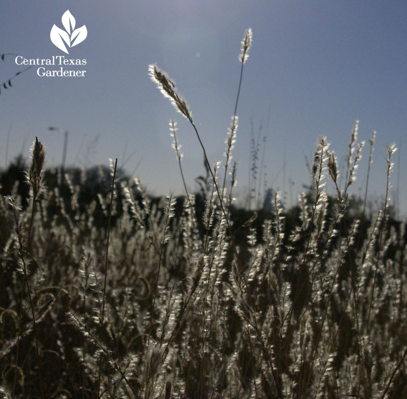 Silver bluestem 