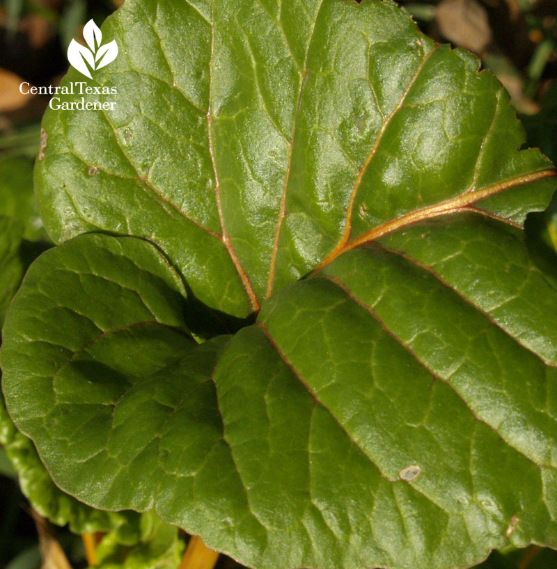 Bright Lights Swiss chard Bright Lights Swiss chard