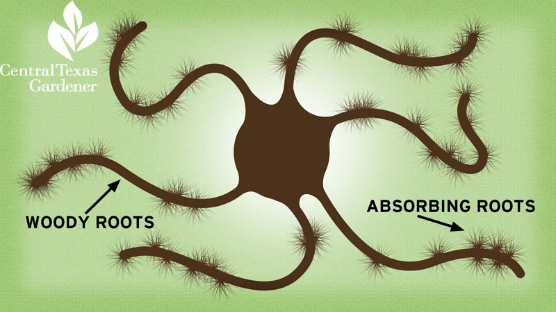 Tree roots Mark Pedini Central Texas Gardener Tree roots Mark Pedini Central Texas Gardener