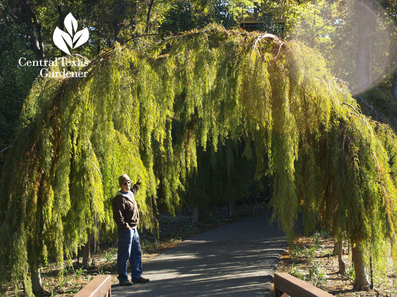 Weeping cypress Greg Grant Stephen F. Austin University Weeping cypress Greg Grant Stephen F. Austin University