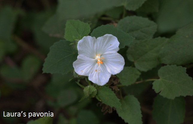 White rock rose pavonia lasiopetala