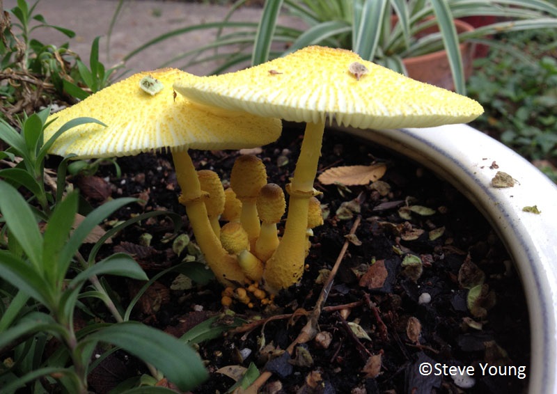 Mushrooms in plant container