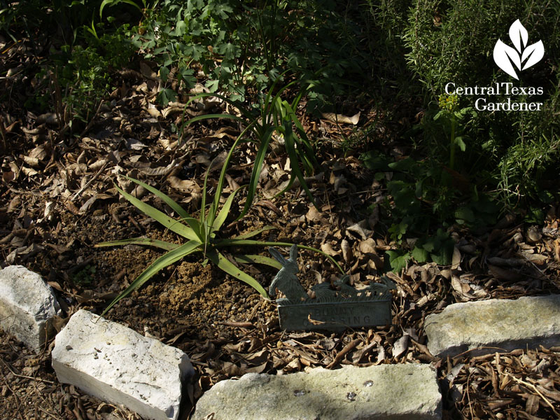 Squid agave Agave bracteosa 