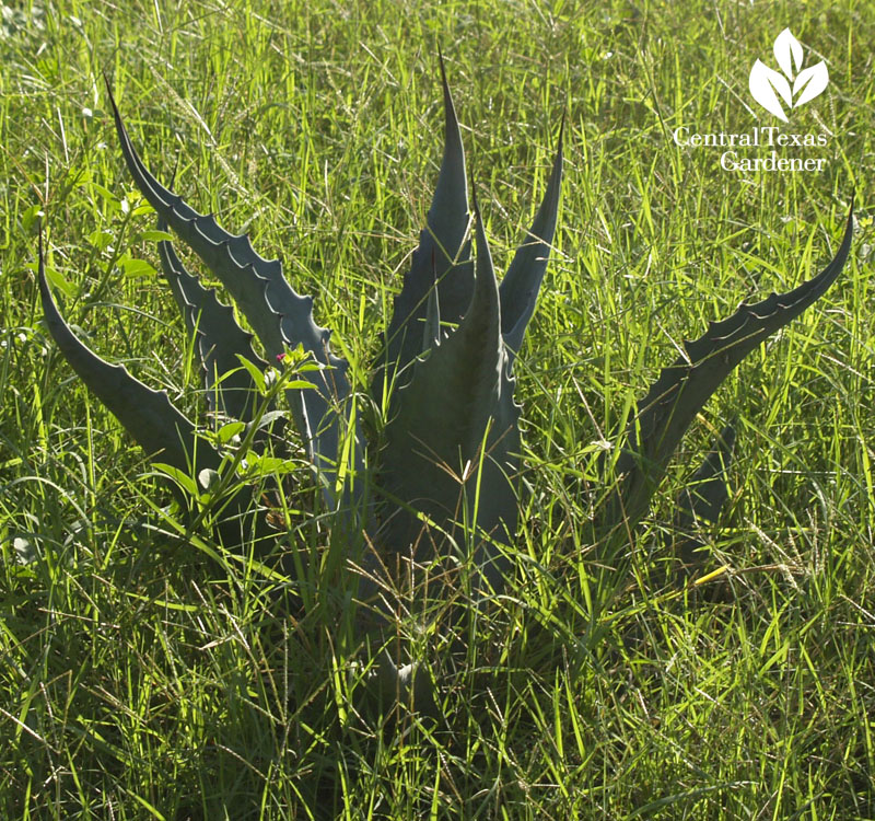 Agave smothered in Bermuda grass