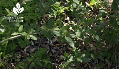 almond verbena