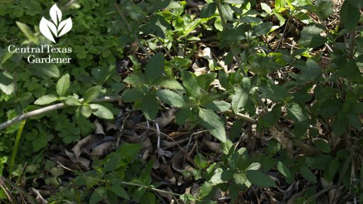 almond verbena