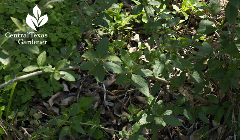 almond verbena Aloysia virgata