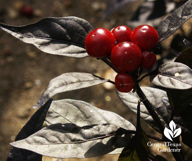 Black Pearl pepper red fruit 