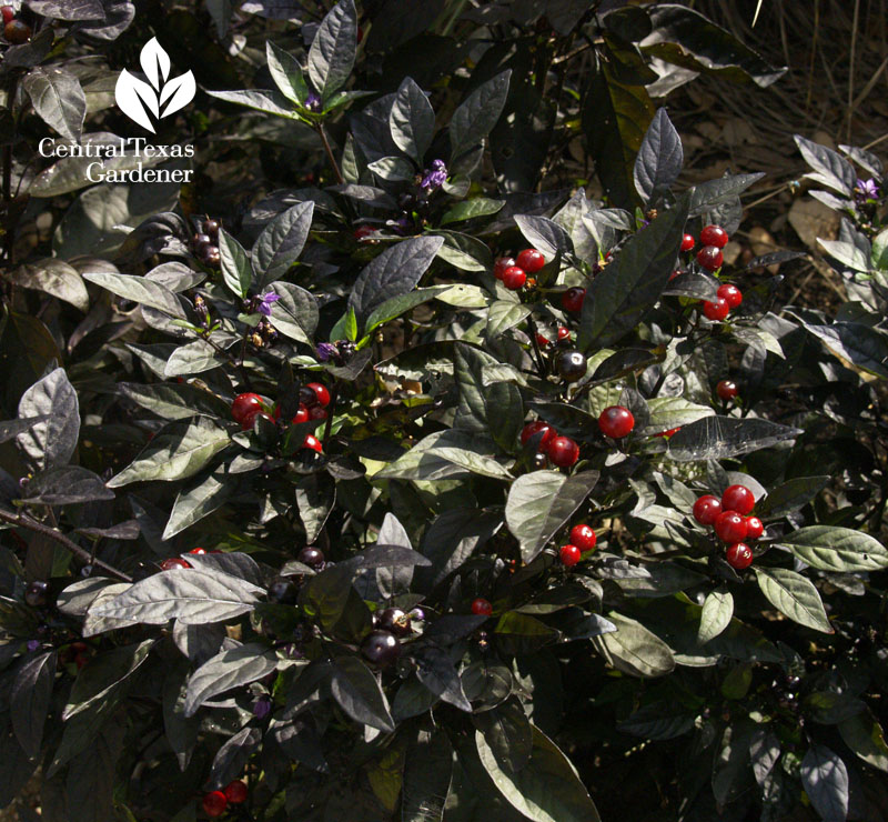 Black pearl pepper Black pearl pepper