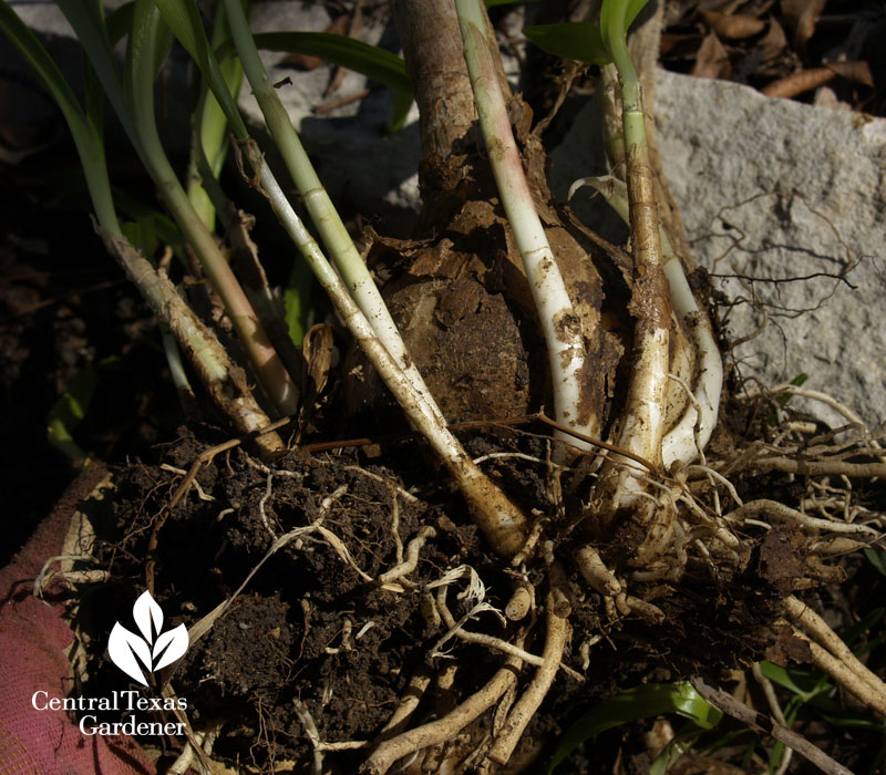 Crinum bulb offsets