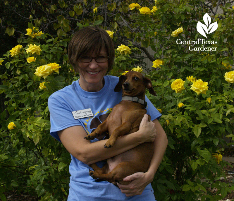 Grandma's Yellow rose, Daphne Richards and Augie