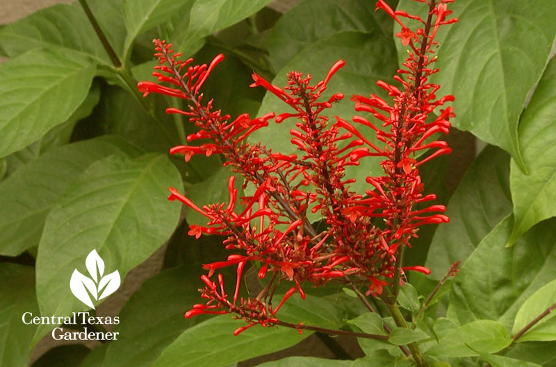 firespike Odontonema strictum