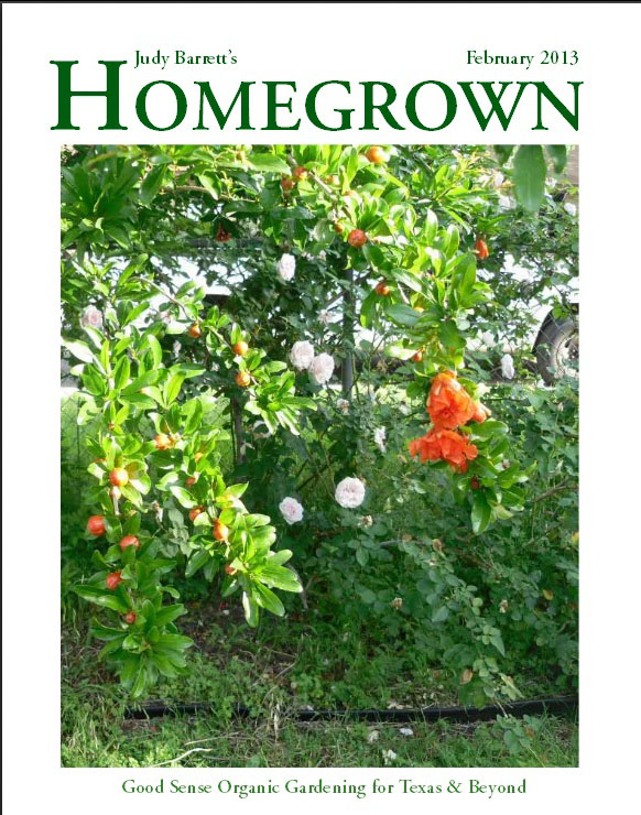Judy Barrett's Homegrown magazine Judy Barrett's Homegrown magazine
