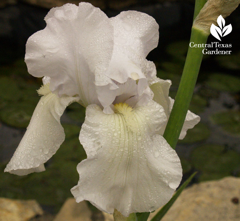 White Grandma's flag iris 