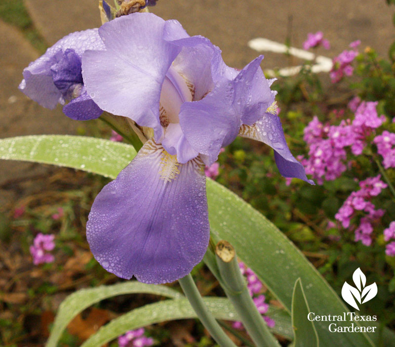 Lavender Grandma's flag iris 