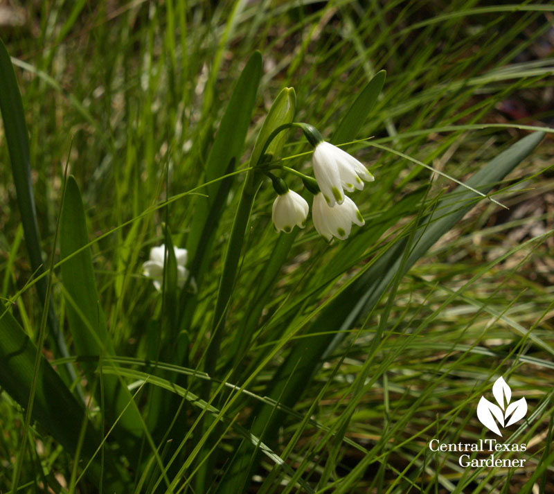 Leucojum with Texas sedge 