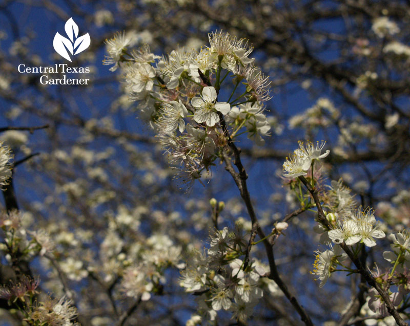 Mexican plum flowers Austin 