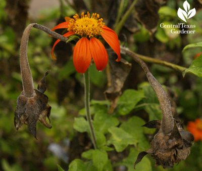 mexican tithonia flower with frozen stems
