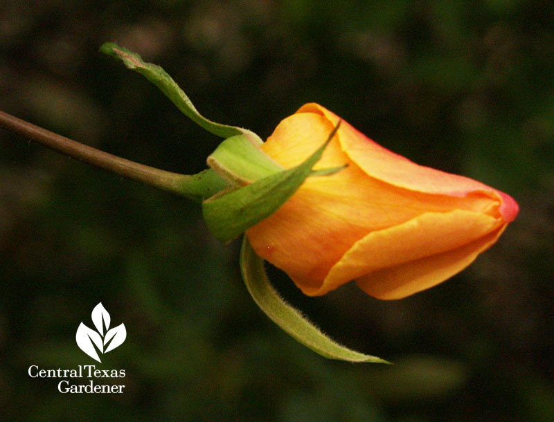 Mutabilis rose Valentine's bud