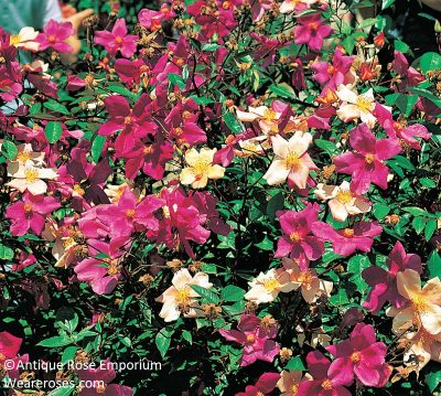 Mutabilis rose Antique Rose Emporium