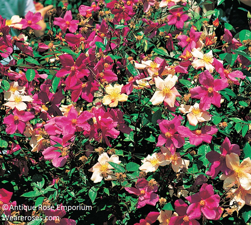 Mutabilis rose Antique Rose Emporium 