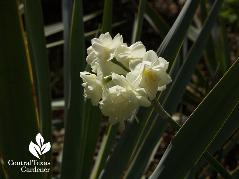 Narcissus Erlicheer with Yucca pallida 