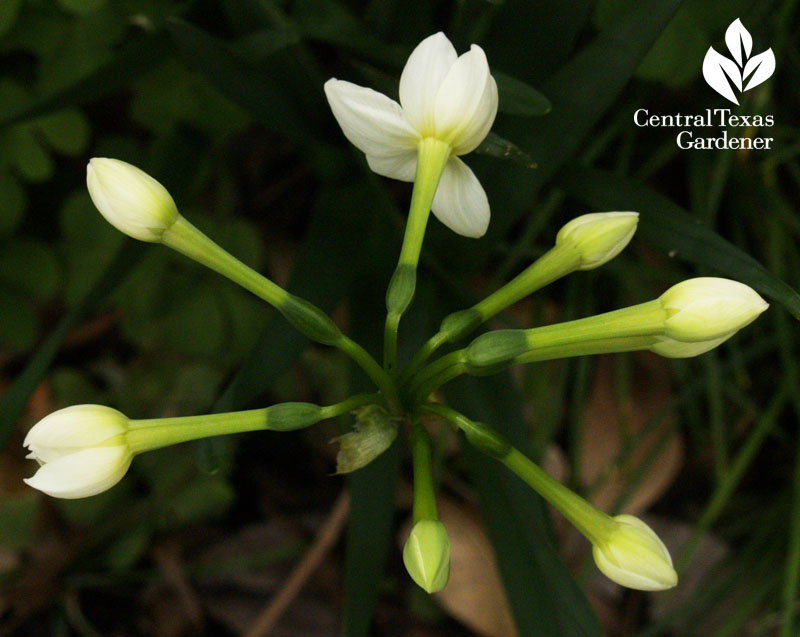 Paperwhite narcissus spiral 