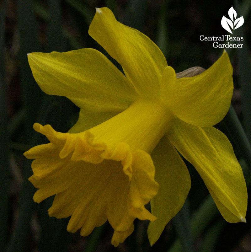 Narcisuss Gigantic Star