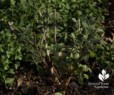 Dwarf jerusalem sage (Phlomis lanata)