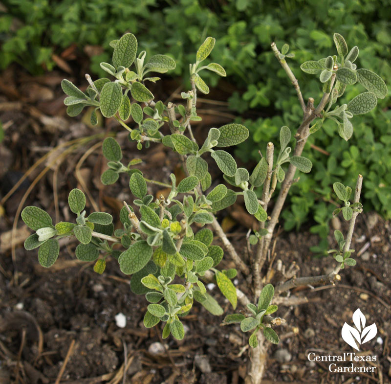 dwarf jersusalem sage Phlomis lanata