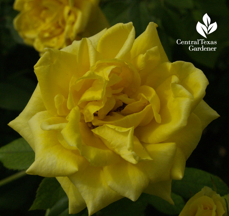 Grandma's Yellow rose 