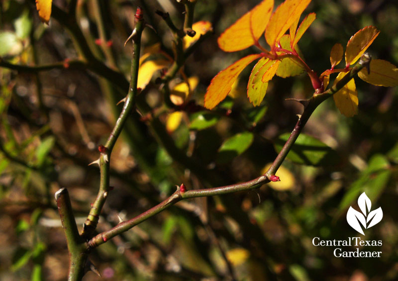 spring buds on The Fairy rose