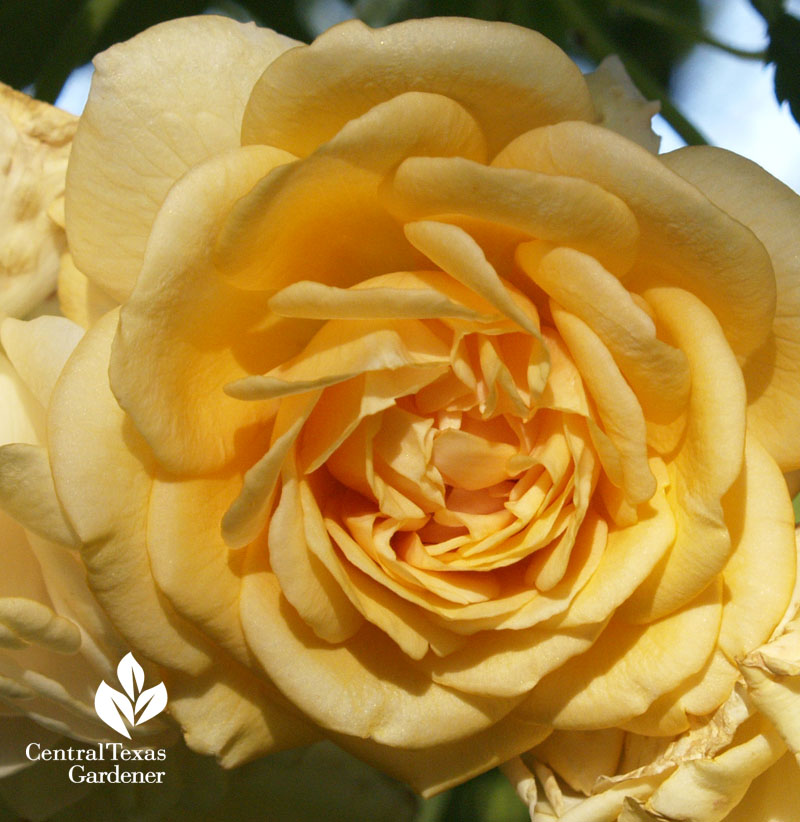 Buff Beauty rose Central Texas Gardener 