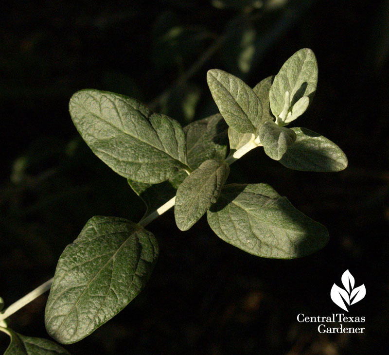 Silver germander Silver germander