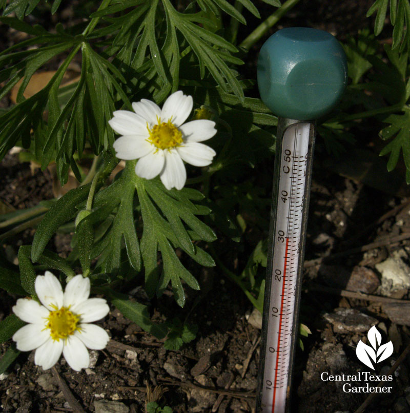 soil temperature for planting