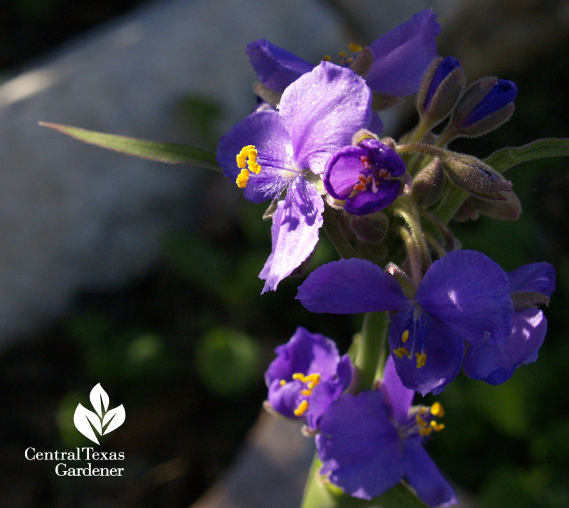 Purple spiderwort (Tradescantia gigantea) 