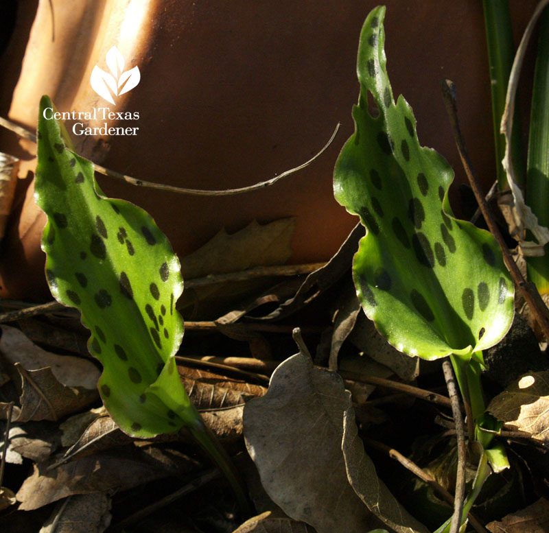 african hosta Drimiopsis maculata