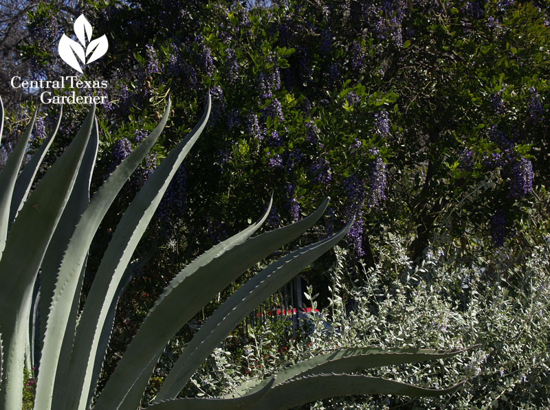 agave mountain laurel silver germander combo